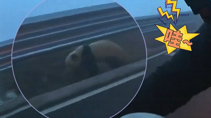 男子夜行在海拔4000米的雪山，偶遇一只野生大熊猫，激动难耐连声惊叹