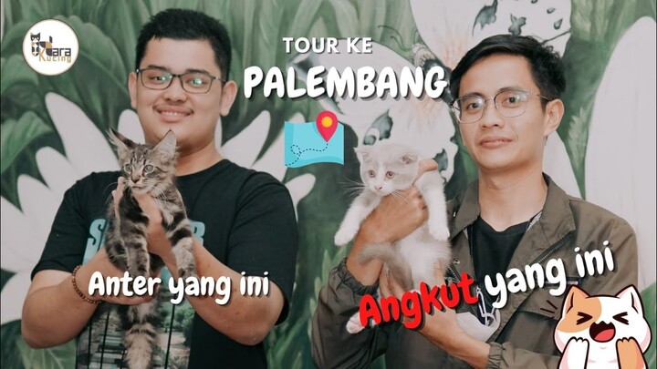Anter Kucing Ke Cattery di Palembang, Bawa Pulang Kucing Gemes Dari Sana