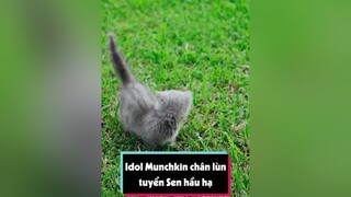 Chân ngắn có làm cô chú lo lắng tuitienpet petonesaigon dcgr learnontiktok