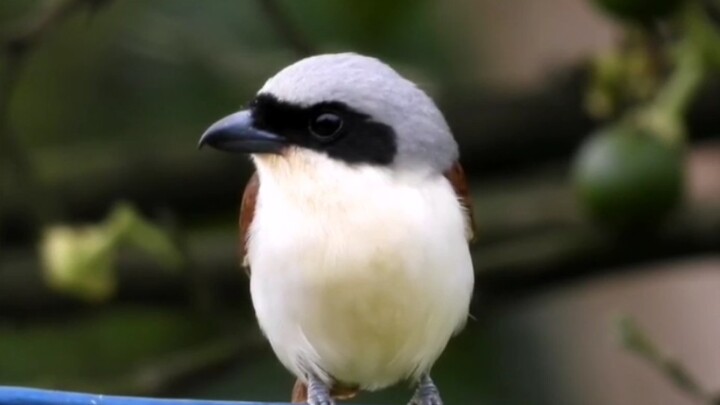 Shrikes | A Buncher Among Birds