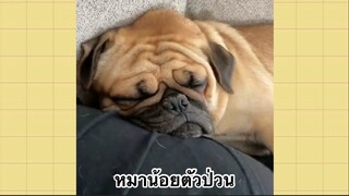 เพื่อนตัวน้อยแสนซน : หมาน้อยตัวป่วน