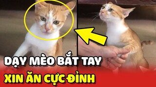 Trầm trồ với cách Sen dạy Mèo mẹ BẮT TAY khi XIN ĂN cực đỉnh 😮 | Yêu Lu