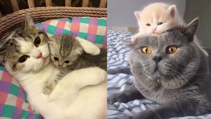 Aww Kitten 😍 Best Cute Mother Cat and Kitten  | Cute VN