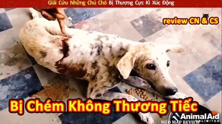 Giải cứu những chú chó đáng thương cực kì xúc động || Review Con Người Và Cuộc Sống