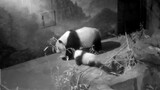 "Panda". Seeing Meixiang, Little Magic ran to her right away.