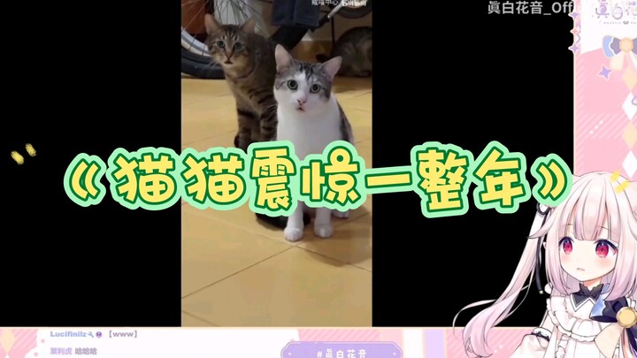 【Mashiro Kanon】Japanese lolita watch "Cat Cat Shocked for a Whole Year"