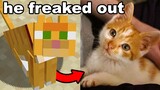 My Brothers Minecraft Cat Died, So I Got Him a Real One