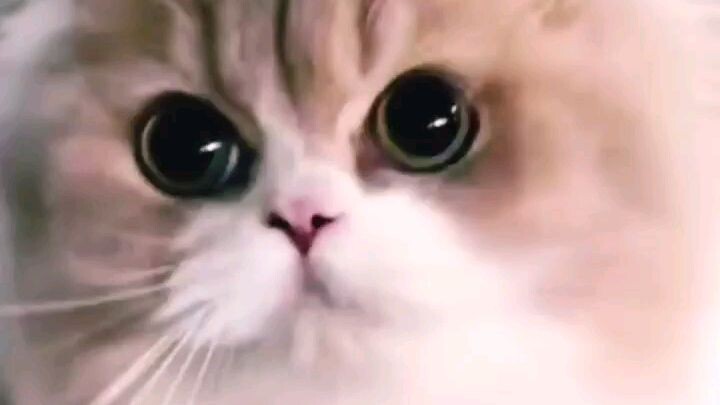 Kucing Lucu Banget #pecintakucing #kucinglucu #kucing
