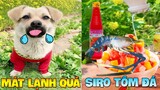 Thú Cưng Vlog | Bông Bé Bỏng Ham Ăn Và Bí Ngô #5 | Chó thông minh vui nhộn | Smart dog funny pets
