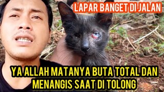 Kucing Buta Sedang Menangis Di Jalanan Meminta Pertolongan Lihat Endingnya..!