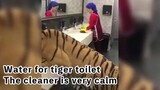 A tiger breaks in and gets neglected by the cleaner.