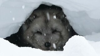 原来狼是这样躲雪的