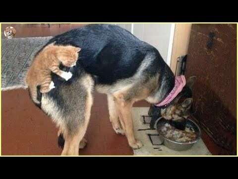 Funny Animal Videos 2022 🤣 - Funniest Cats And Dogs Videos 🐶😻 (8)