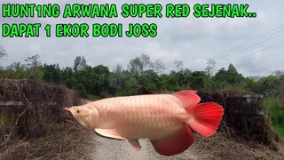 Hanya sebentar,langsung dapat 1 ekor ikan arwana super red bagus#arwanakapuashulu