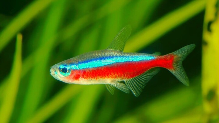 Ikan Cardinal Tetra Si Ikan Kecil Lucu Penghias Aquarium Air Tawar dan Cara Perawatannya