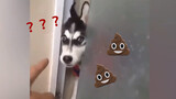 Husky: lagi buat apa di WC, apa lagi diam-diam makan taik? Jangan dong