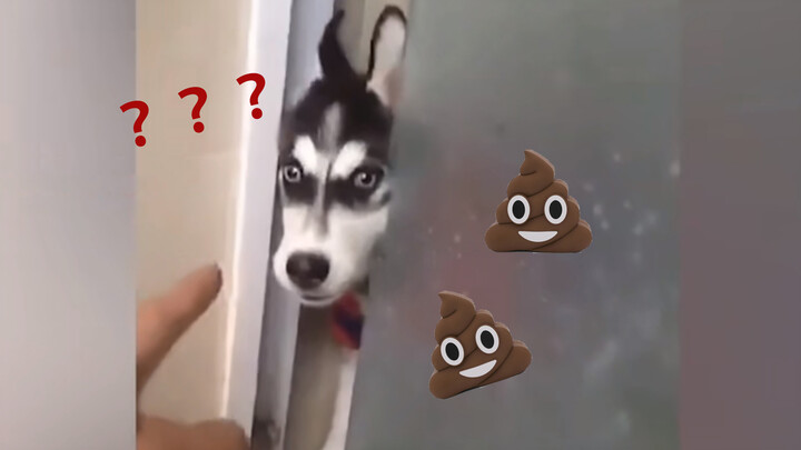 Husky: Ở nhà vệ sinh làm gì đó hả? Có phải đang lén ăn phân không?