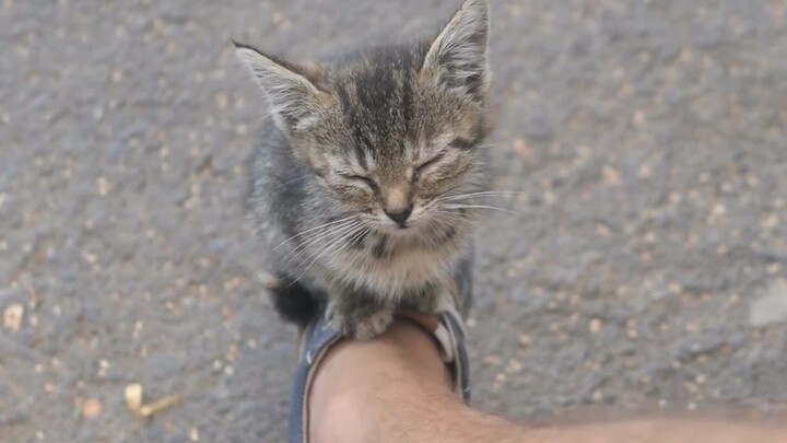 街边小野猫在脚背上睡着，竟然不怕人，喂它东西吃，陪它玩会