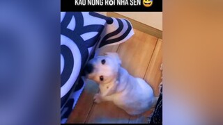 Kao nóng rồi nha sen 😅thucung yeudongvat fyp animals pet