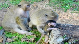 Oops! How Jilla baby monkey Learn To Wark - Jill Very Well Teaching To Baby