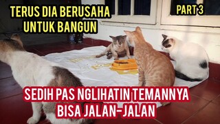 Kucing Liar Lumpuh Scabies Parah Minta Tolong di Obati Part 3 Sedih Banget Saat Bersihkan Badannya.!