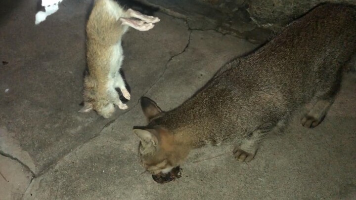 [Cat Catches Mouse 4] The 4th mouse caught by my rural cat!