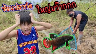 นำ้ท่วม ซ้อนปลากัด เจอตัวใหญ่ยักษ์ ไม่เคยเจอมาก่อน!!! /TiggerShow ทิกเกอร์โชว์