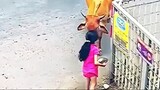 Cow and Girl