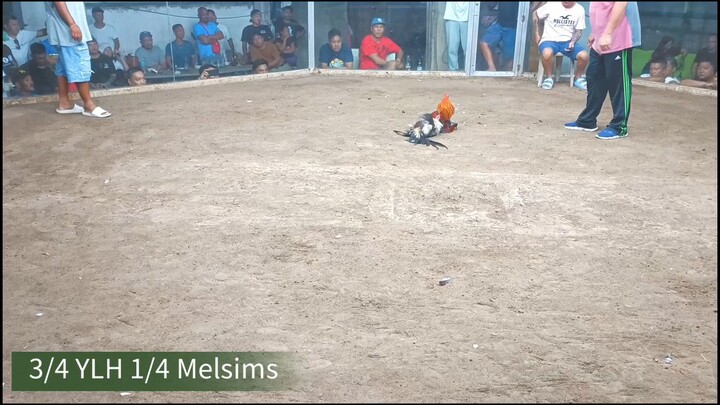 YLH na may konting melsims