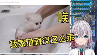 日本天然小姐姐看《给一群长毛小奶猫洗澡做脱敏训练》：唉 Jerry