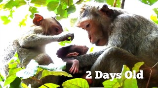 Ah..​Ah..​What Are​ You​ Doing​ On Baby Newborn Anya?, Tiny Newborn Monkey Just​ 2 Days Old