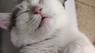 Meong Sang, apa yang kamu lakukan! Meong Sang