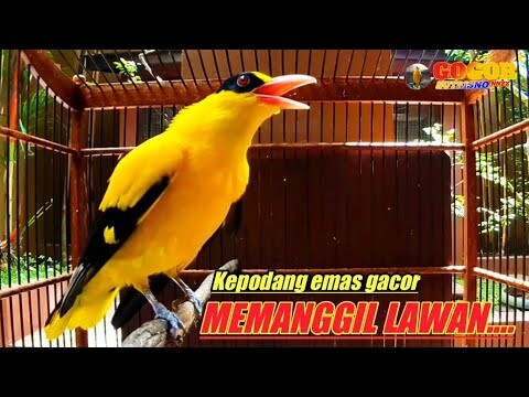 Kepodang emas gacor MEMANGGIL LAWAN suara burung kepodang cocok buat PANCINGAN kepodang agar bunyi