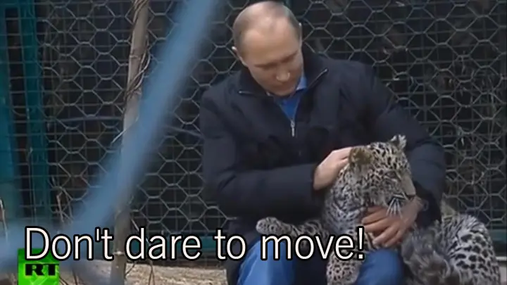 Putin Is So Deterrent that Fierce Animals Dare Not to Be Impudent