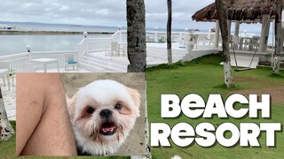 My Shih Tzu Dog Goes to the Beach Resort