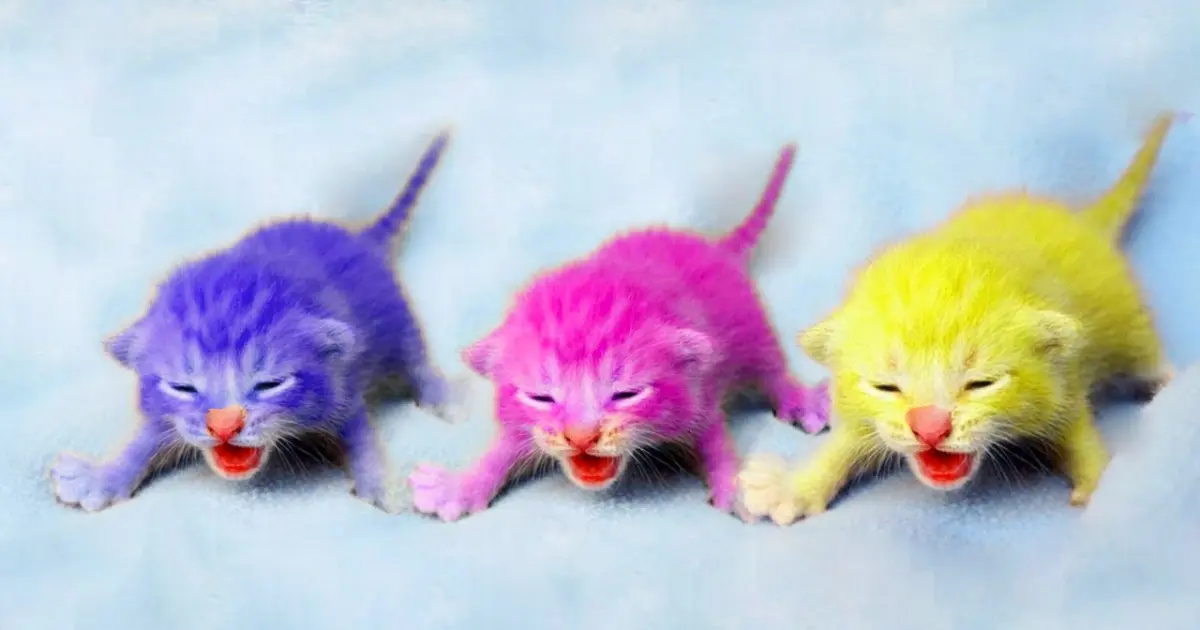 Kucing Kucing Lucu : Tingkah Lucu Kucing Bikin Ketawa Ngakak #6 | Video Hewan Lucu - Bstation
