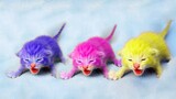 Kucing Kucing Lucu : Tingkah Lucu Kucing Bikin Ketawa Ngakak #6 | Video Hewan Lucu