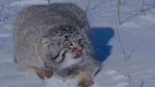 [Hewan]Otocolobus Manul Diperiksa Hingga Tak Berdaya