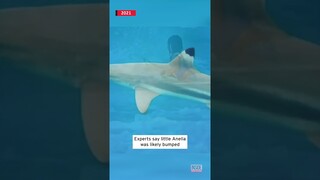 Shark Bumps Into Little Girl at Beach #shorts