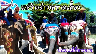 ประเพณีชาวไทพวน งานแห่ช้างบวชนาคที่ยิ่งใหญ่ที่สุดในจังหวัดสุโขทัย 2564