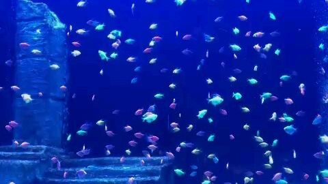 beautiful fish aquarium