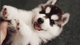 การรวบรวมวิดีโอฮัสกี้และอลาสก้า Malamute ตลก - สุนัขที่น่ารักและสนุกที่สุด