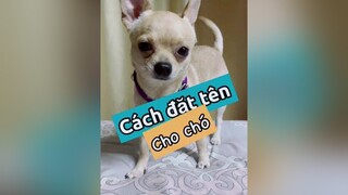 Con chó nhà bạn tên gì??? thucung pet chó chó_cưng kcbweb nuoidaythucung thucungdethuong thucungvuinhon