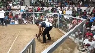 champ. 2 cocks Derby