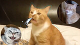 Sneeze collection of cats