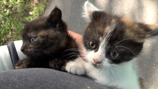 Somebody abandoned two kittens in the street