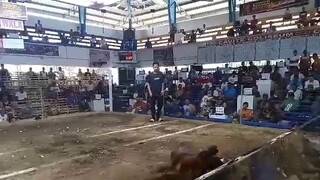 1st fight win