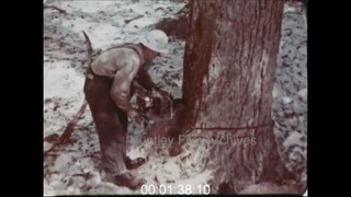 Logging in British Columbia, 1950s - Archive Film 1063218