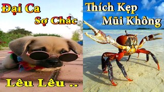 Dương KC | Bông Bé Bỏng Ham Ăn #8 | chó thông minh đáng yêu | funny cute smart dog pets Thú Cưng TV