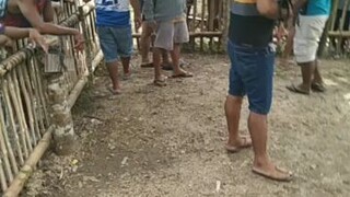 sabong pinas